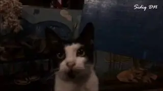 Mannequin Cat Challenge ^^ #mannequinchallenge