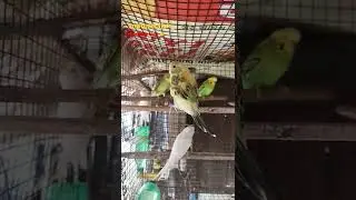 cute budgie Baby, Pyara sa Chidiya ka Baccha , #vnatureclick_ #shorts #budgiebaby #budgerigar