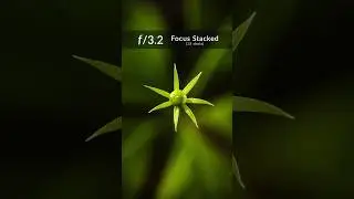 Macro Focus Stacking: Green Star Plant 🌿✨