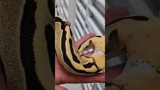 OD FIRE LEOPARD CALICO #ballpython