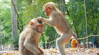 Monkey Rolex And Monkey Sok Can Help Each Other, Sok And Rolex Grow Up So Handsome