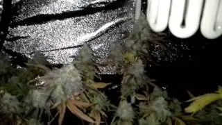 Monster cropping  Kalimans Rocksters cheese strain and Barneys farm Lsd.