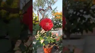 Fragrance Desi rose , indian rose #rose#gardening #nature