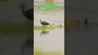 Glossy Ibis Plegadis falcinellus,