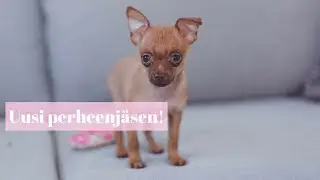 HAETAAN KOIRANPENTU KOTIIN  | PENTUARKEA