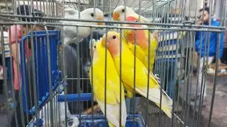 تقرير اسعار العصافير من داخل سوق الجمعه بالاسكندريه ونشوف حالة السوق بأرقام التليفونات