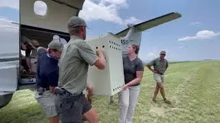 Cheetah relocation to Nkomazi - ASHIA CHEETAH CONSERVATION