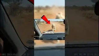 This Lion Kept Chasing This Man's Car - The Reason Will Shock You