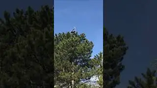Самая верхушка сосны, покорена🦥🌲 #шортс #лес #природа #сосны