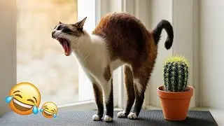 The Funniest Cat Videos 🐱 Try Not To Laugh #cat   #animals