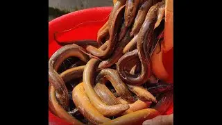 Snake Eel Fish Video #shorts