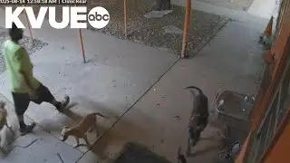 Police identify suspect in Austin Pets Alive! break-in