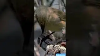 Darwin's Finches| #naturalselection |#evolution