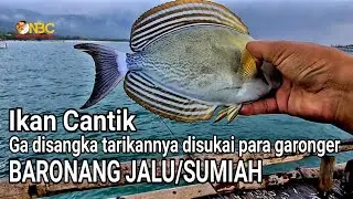 Spot baronang jalu, incaran para garonger gokil Eps. 2 @Ngusepbaronangchannel