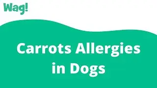 Carrots Allergies in Dogs | Wag!