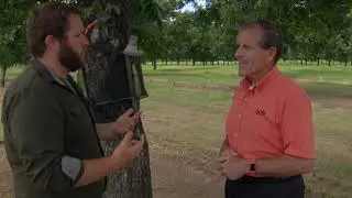 Insect management during pecan season