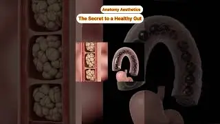 The Secret to a Healthy Gut| The Secret to a Healthy Gut
