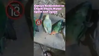 Save Your Birds From Heat Stroke.