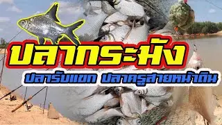 ปลากระมัง ปลารับแขก ปลาครูสายหน้าดิน