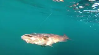 Cebaco Bay Cubera Snapper