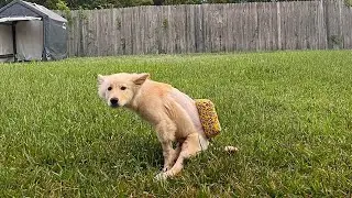 Puppy was Paralyzed and Had a Spinal Injury Need to be Amputated His Legs