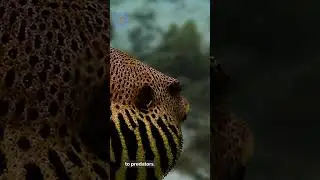 Pufferfish defense fact