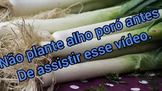 como plantar alho poró