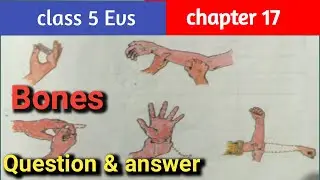 class 5 evs chapter 17 bones question & answer eng. med. cg. gov. book