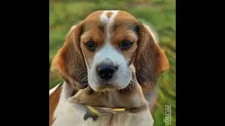 growing up beagle