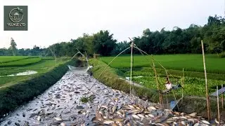 Evening fishing scene in the village river | River Fishing  | Cast Net Fishing | Village Ltd #17