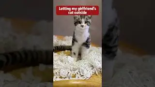 Letting my girlfriend&rsquo;s cat outside&hellip; #pets #fiberart #aita #drama #storytime