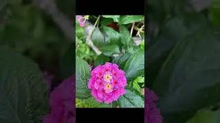 Support the local nursery in your area part 3