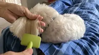 Clean my dogs face and brush their hair every day 😍 ☺️