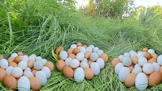 amazing! pick a lot of eggs on the hive under a tree pick by hand