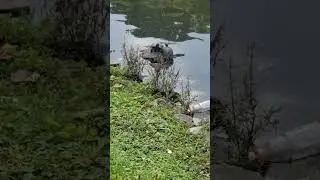 Turtle sunbathing on a rock in the lake