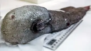 Meet The Faceless Fish And Its Freaky Friends