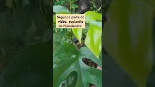 #explore #casa #natureza #cuidar #plantas #como cuidar