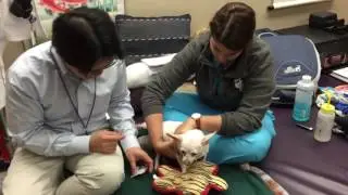 LSU Veterinary Integrative Medicine: Dalialah's Story