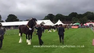 Moore's Gay George 2nd At Burwarton Show 2017
