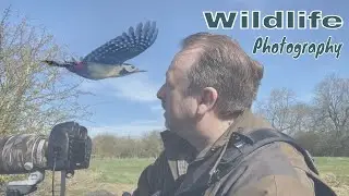 Great Spotted Woodpecker.  A Real Challenge! - Wildlife Photography UK, Summer Leys