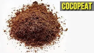 Can we Re-use Cocopeat? | Kya USED Cocopeat Re-use Ho Sakti?