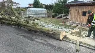 Спилили дерево