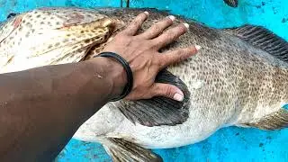 PERLAWANAN IKAN YUMBUN atau NUNAN SEBERAT 30 KG serta CARA MENARIK DAN MEMBERI UMPAN PADA PANCING