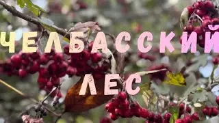  ✧VLOG |  ЧЕЛБАССКИЙ ЛЕС ✧ october 2025
