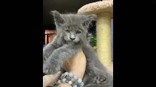 Cat With Human Face #shorts #cat #cats #kitty #kitties #catofyoutube #catofinstagram #cute #love