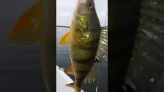 un bibanas dupa dezghet