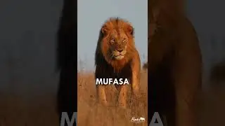 The Lion King at Pumba Private Game Reserve
