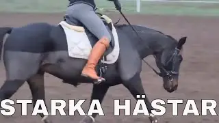 TR&Auml;NING AV RIDTRAVARE - Om h&auml;sten blir stark