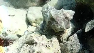 Stumpfe Stachelschnecke (Hexaplex trunculus)