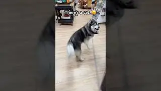 Ever wonder what a Husky raised by cats looks like? 🐺🐈😳🤪 #siberianderpskies #husky #dogdad #cat